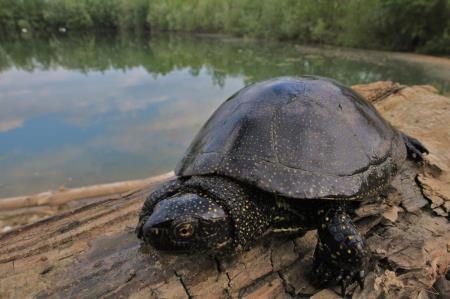 l_108113močvirska sklednica Emys orbicularis-